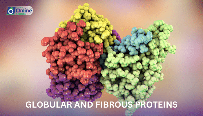 Lesson 16: Globular and Fibrous Proteins
